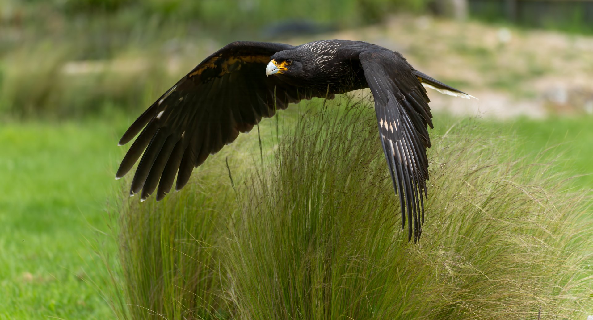 Straited Caracara, Hawk conservancy trust, UK