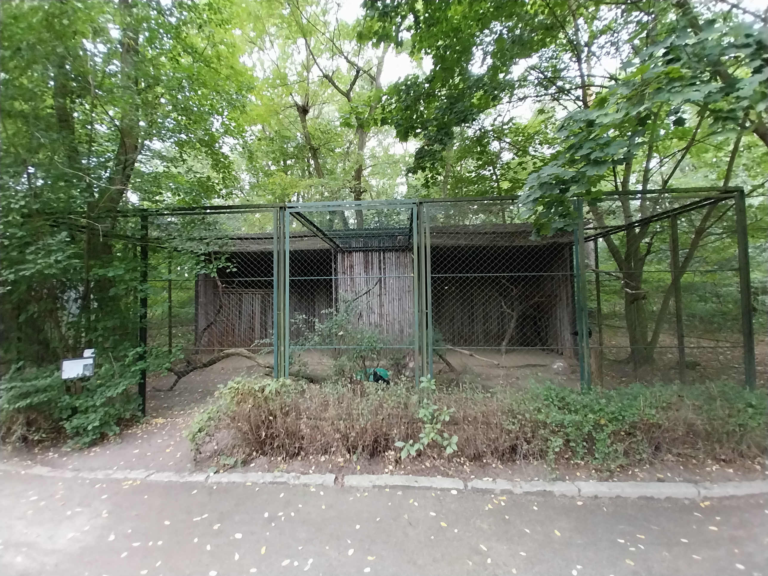 Straited Caracara (Phalcoboenus australis)