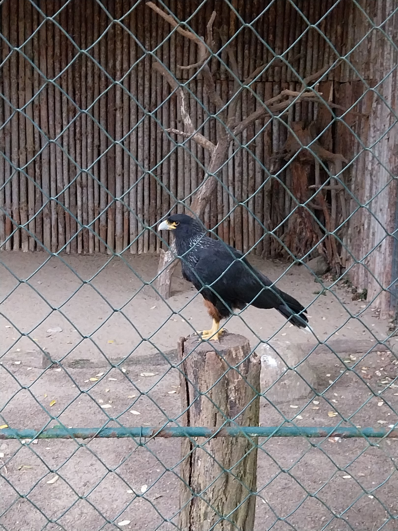 Straited Caracara (Phalcoboenus australis)