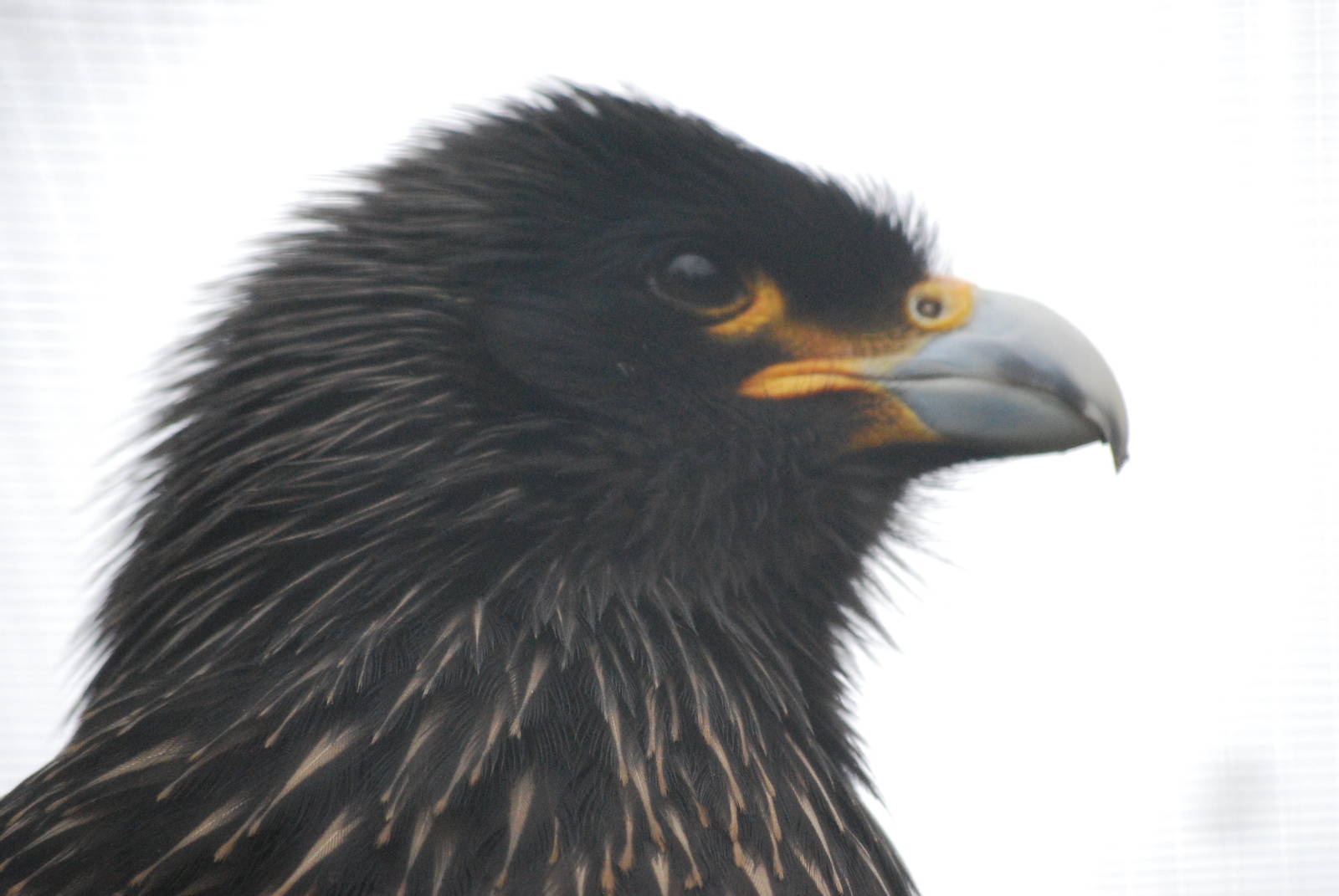 Straited Caracara