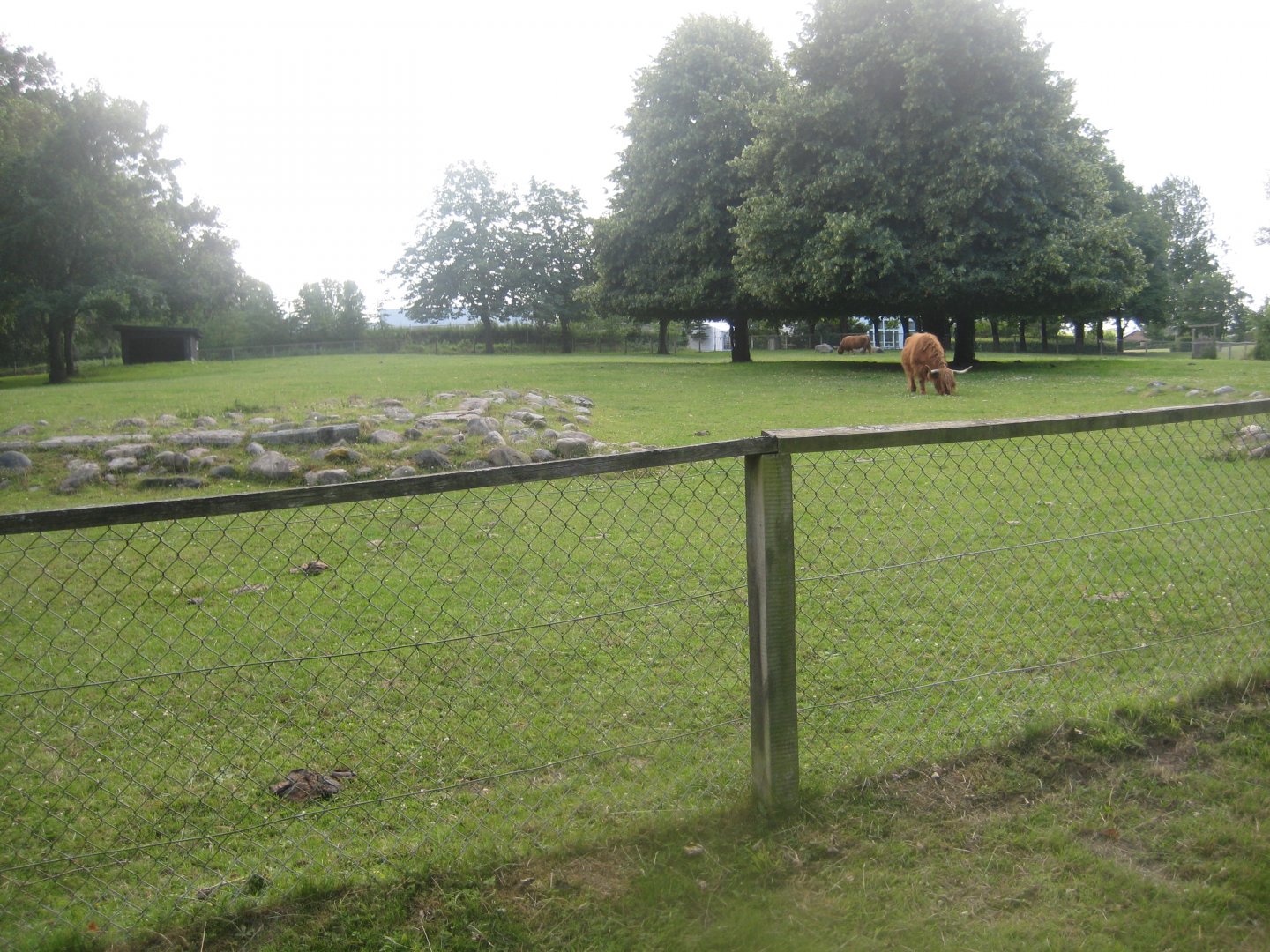 Strandvænget Park - Cattle exhibit