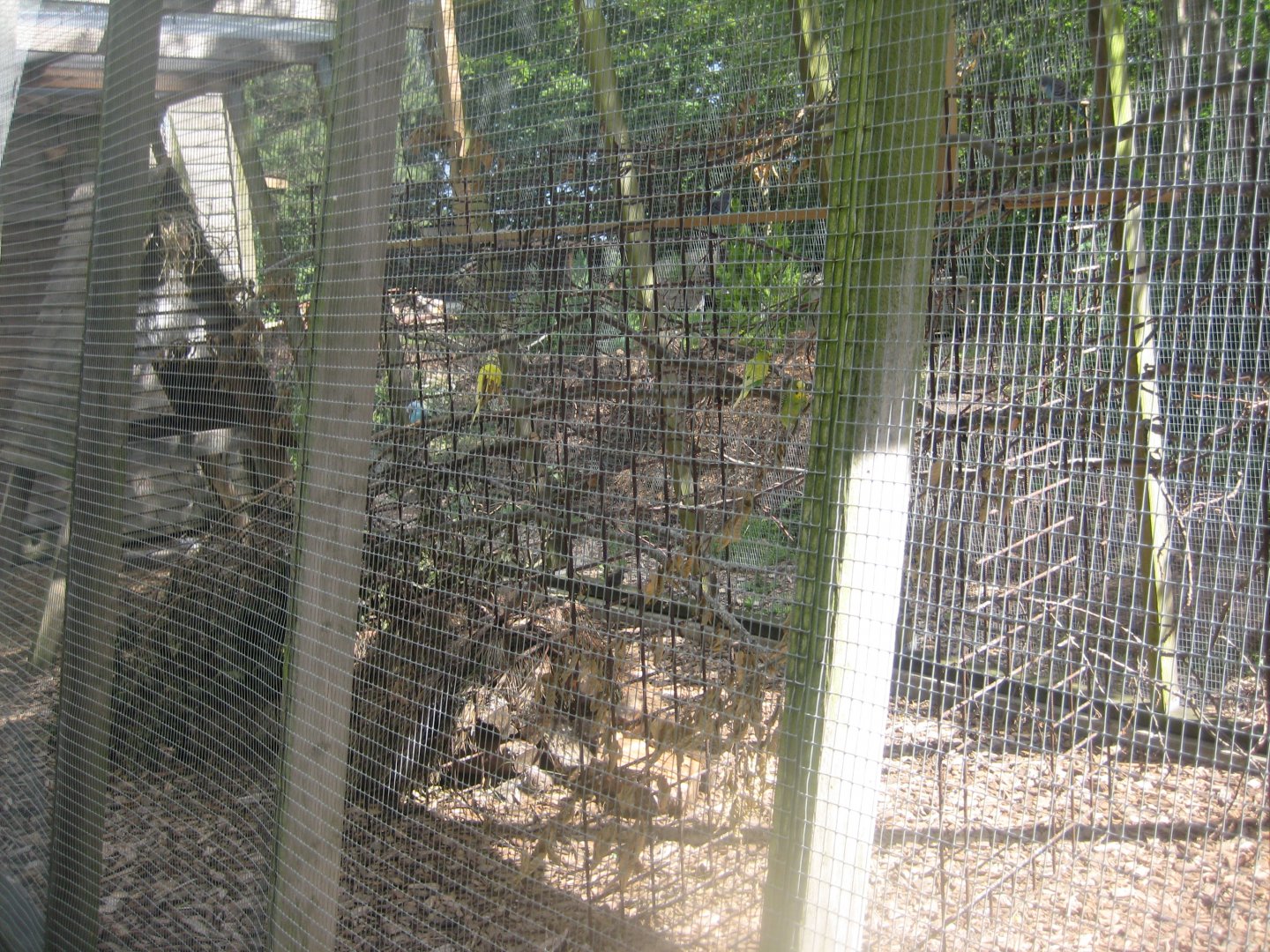 Strandvænget Park - Mixed aviary #2