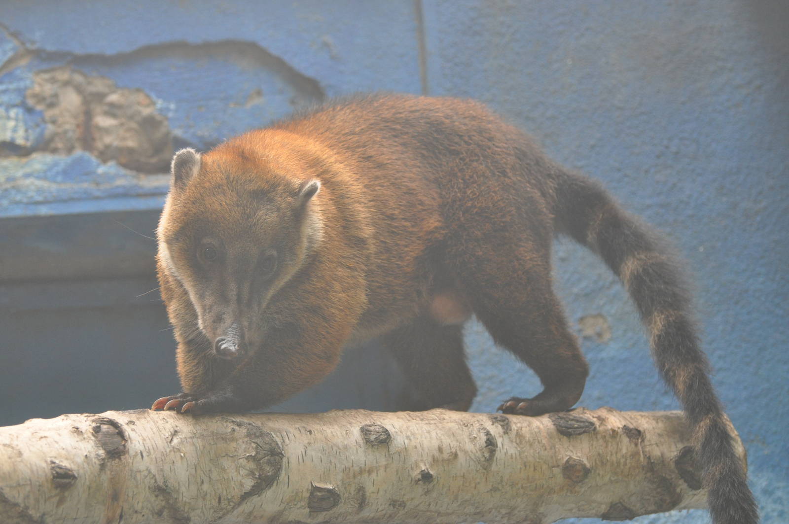 Strange coati in Beijing Zoo