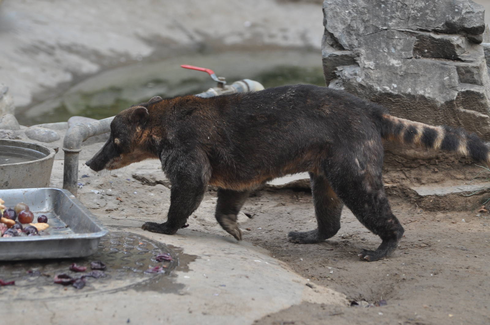 Strange coati in Beijing Zoo