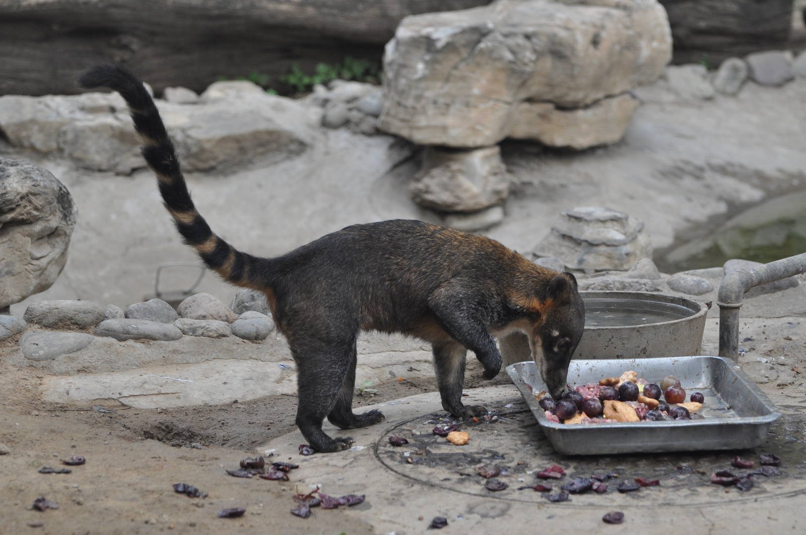 Strange coati in Beijing Zoo