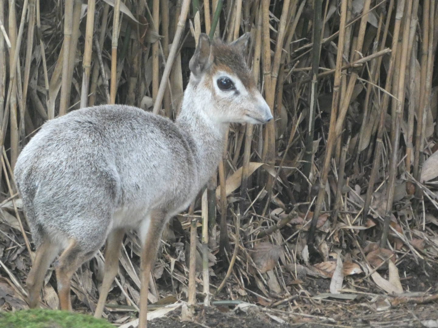 Strange coloured Dikdik? - Zoo Duisburg 01/04/24