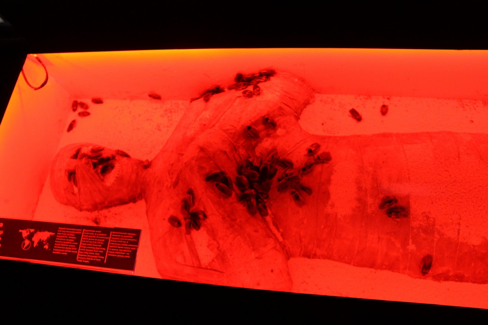 Strange enclosure for Argentinian cockroaches - Blaptica dubia