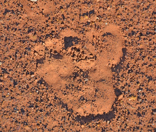 Strange footprint in semi-desert area Q'ld
