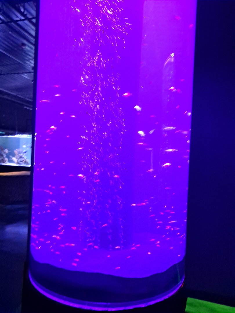 Strange GloFish tube (4/19/25)