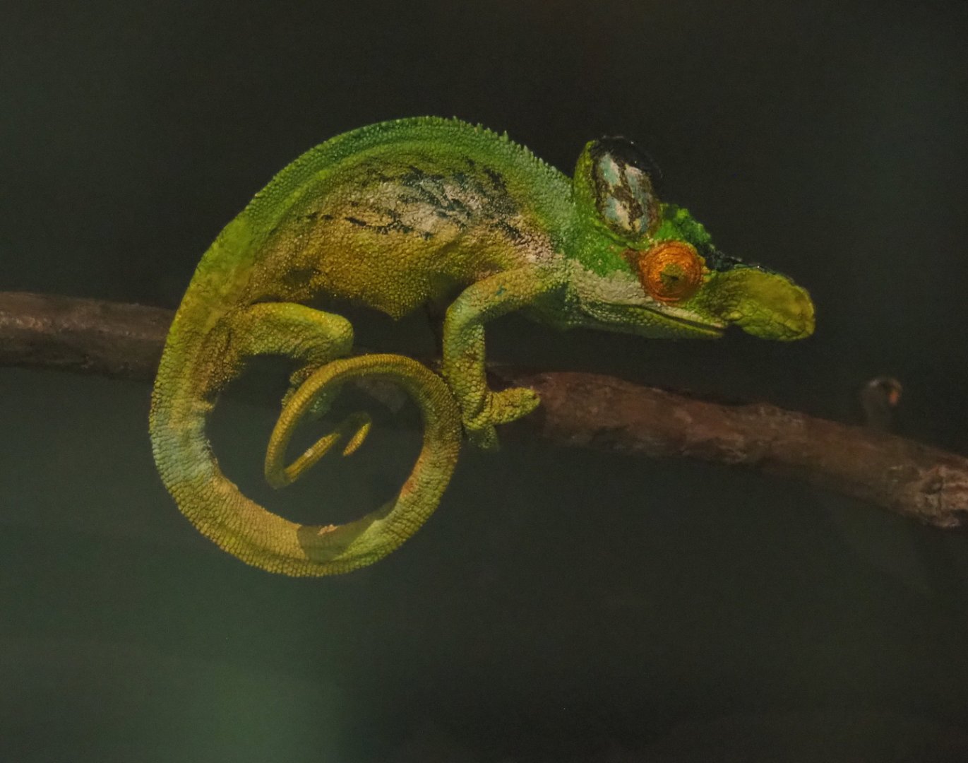 Strange-horned chameleon or Rwenzori plate-nosed chameleon (Kinyongia xenorhina) replica, 2021-10-20