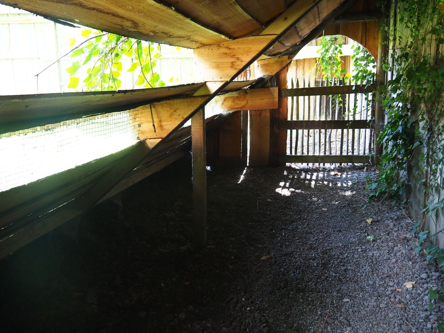 Strange little viewing shelter for the muntjacs