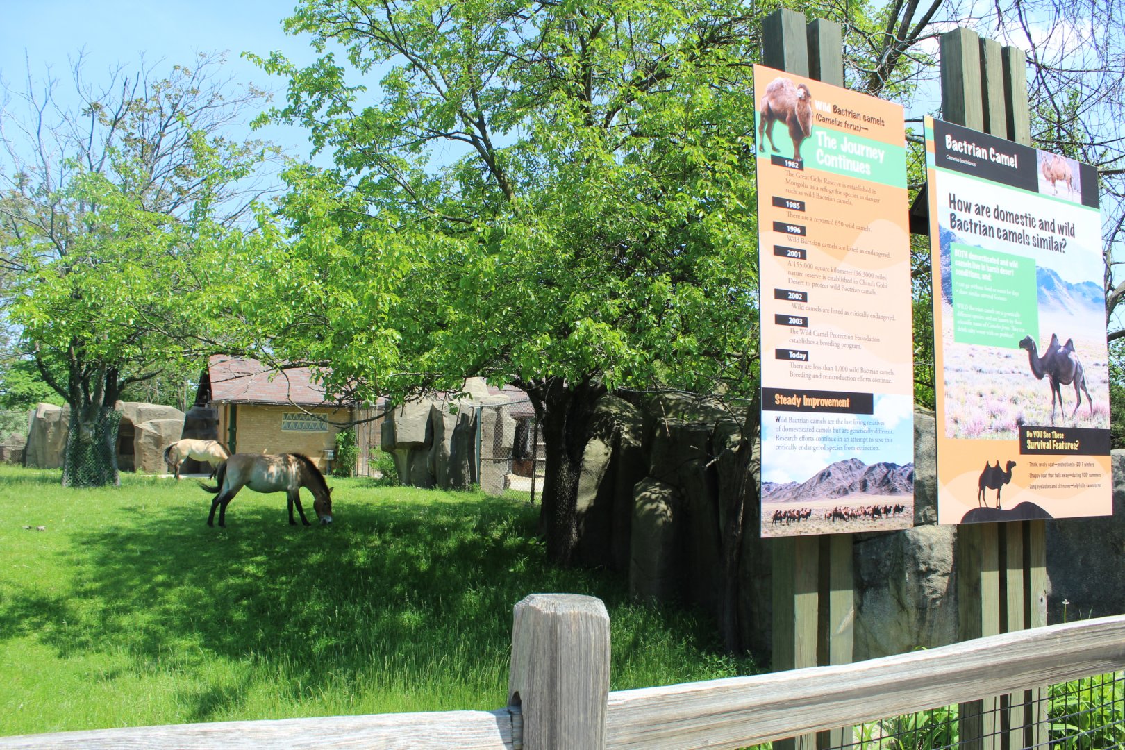 Strange Looking Camels!