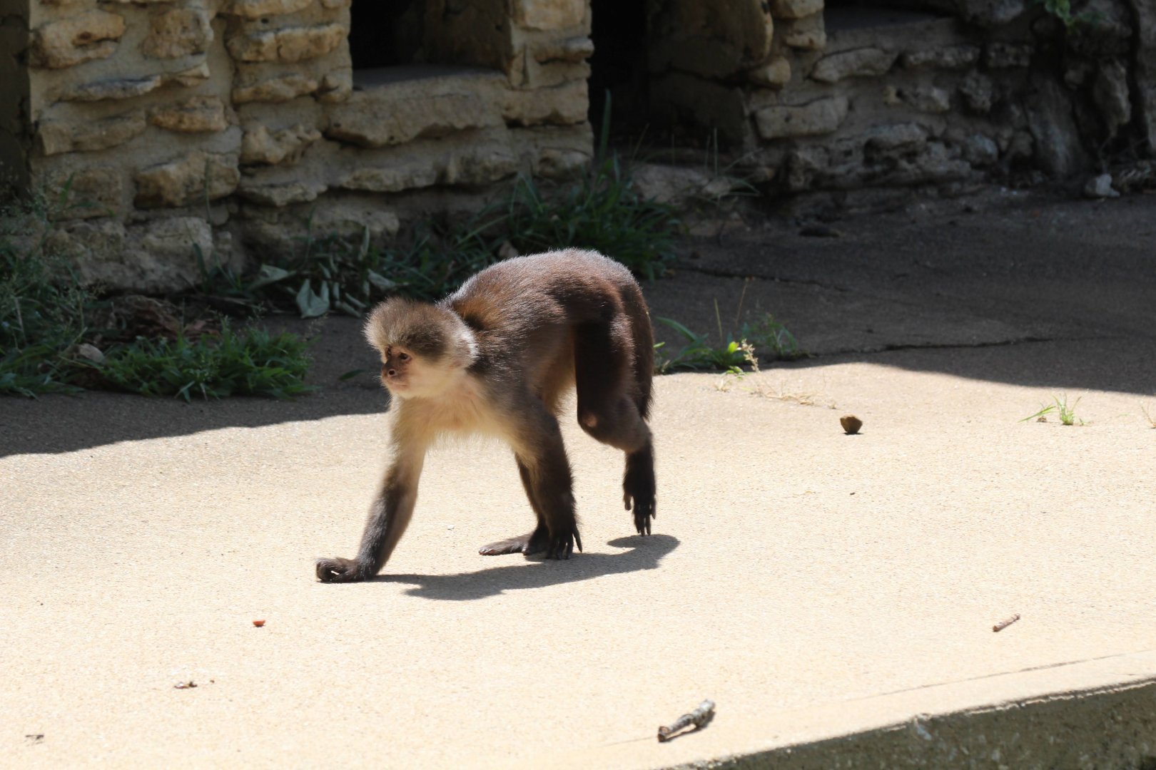 Strange looking capuchin monkey