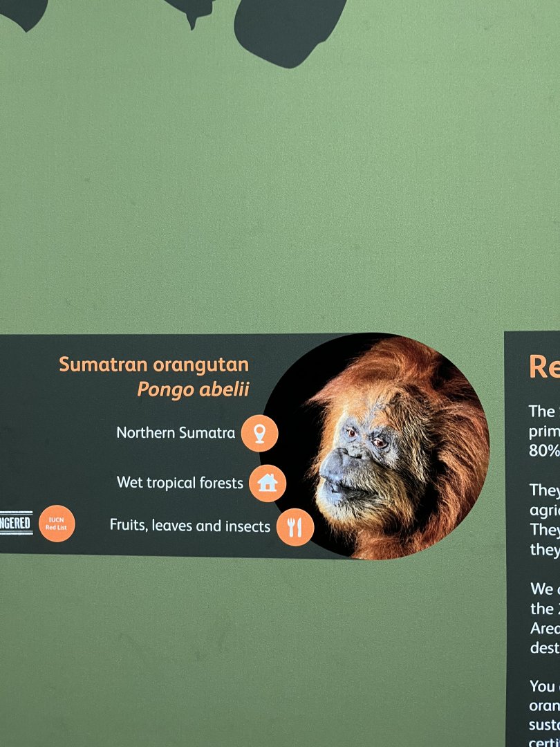 Strange looking orangutan 1.8.25