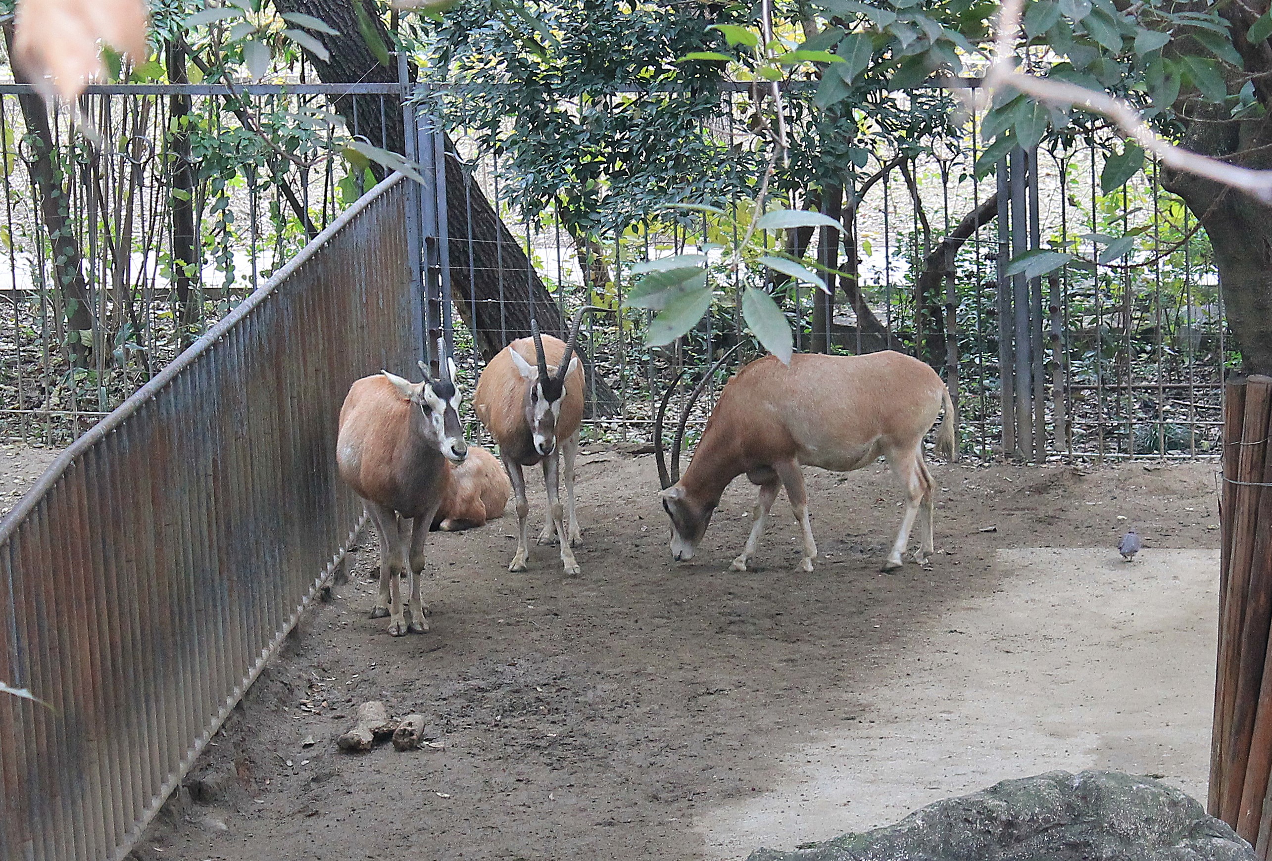 Strange-looking Scimitar-horned Oryx