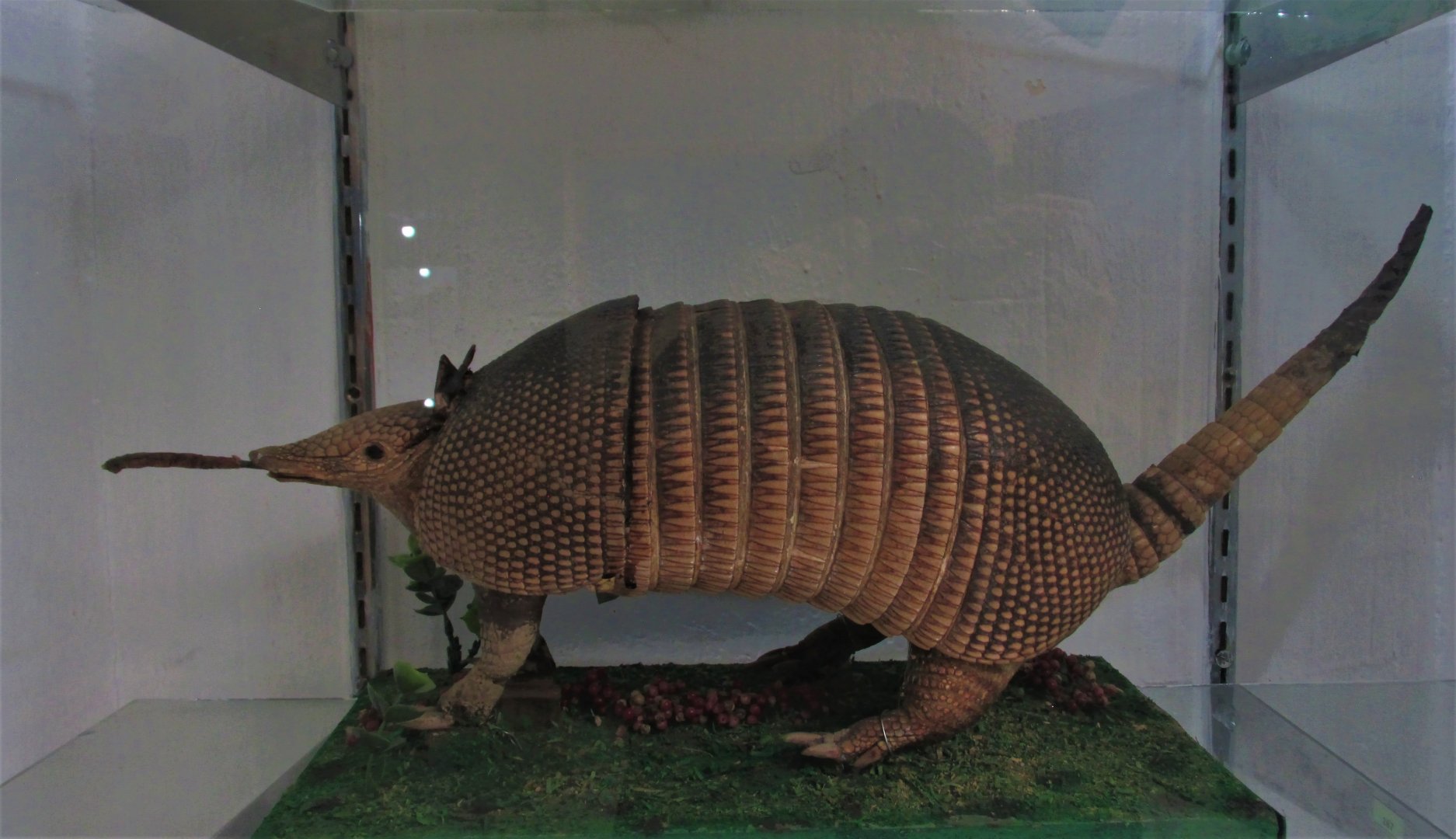 strange nine banded armadillo taxidermy