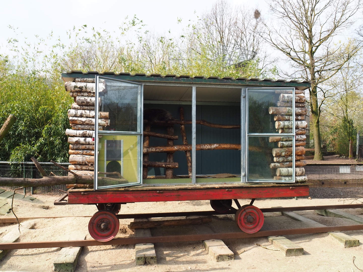 Strange North American porcupine shelter, 2019-04-06