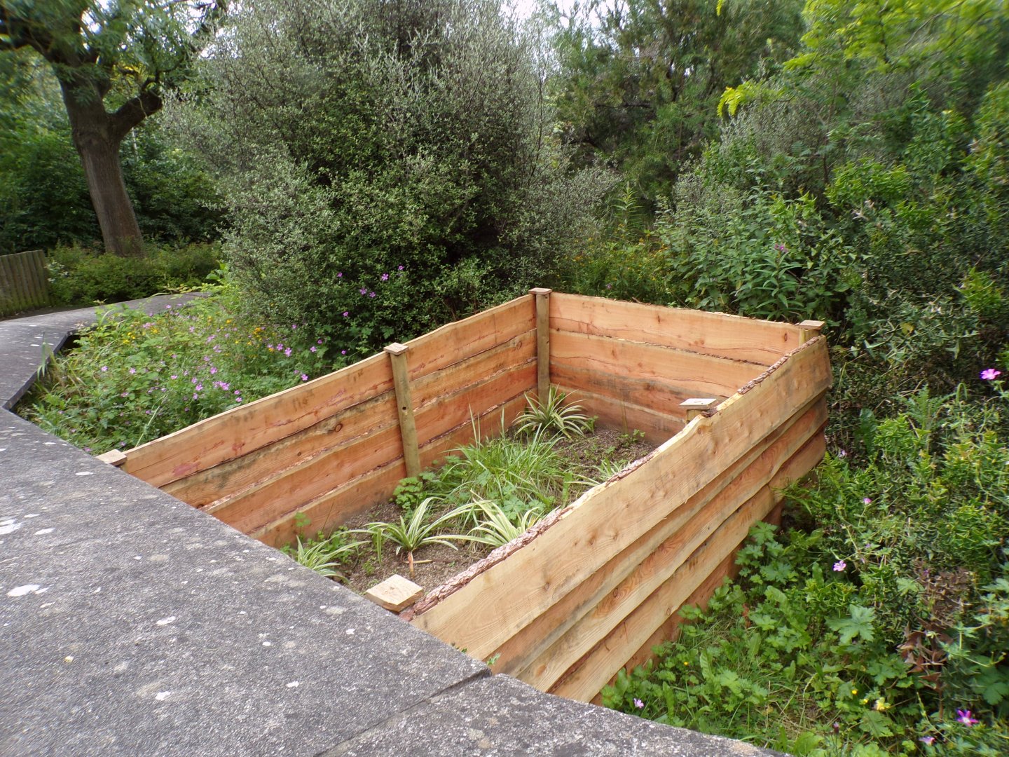 Strange planting area in the old meerkat enclosure 17.7.23