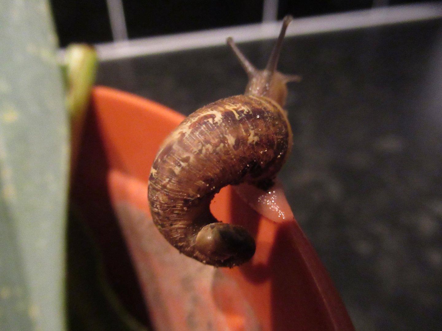 strange snail