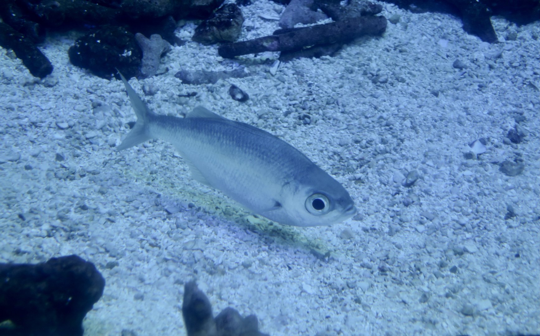 Strange-Tailed Flagtail (Kuhlia xenura)