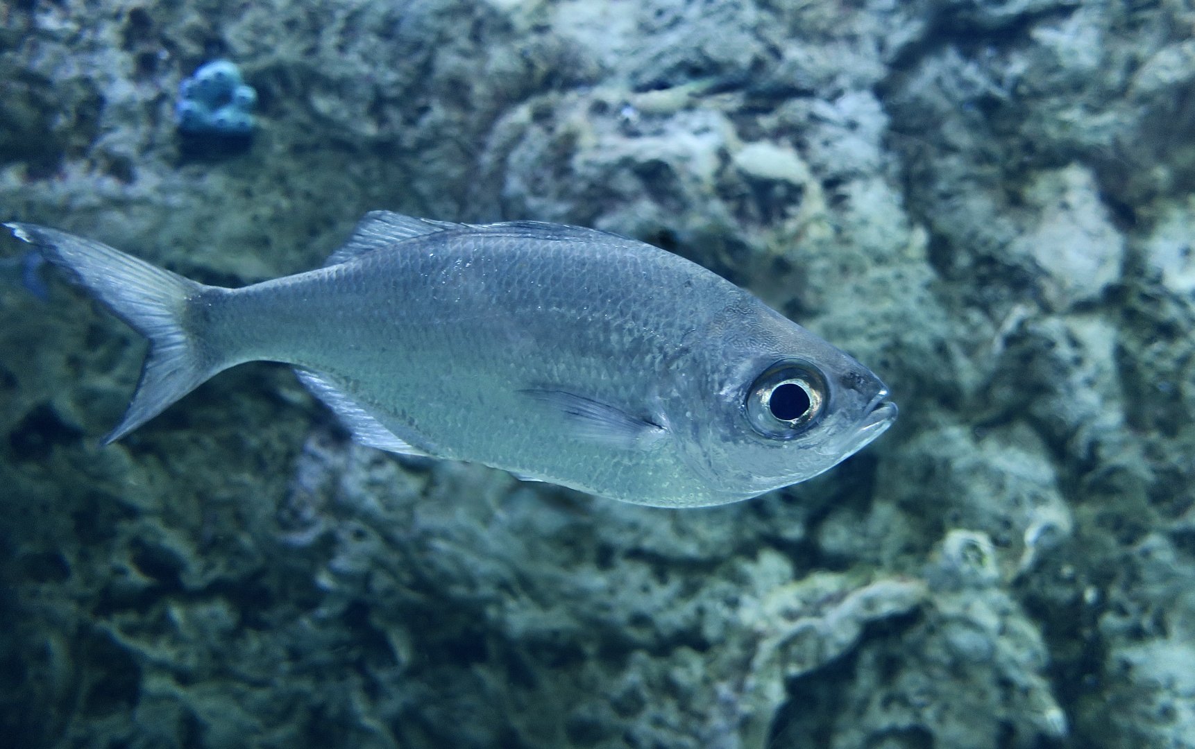 Strange-Tailed Flagtail (Kuhlia xenura)