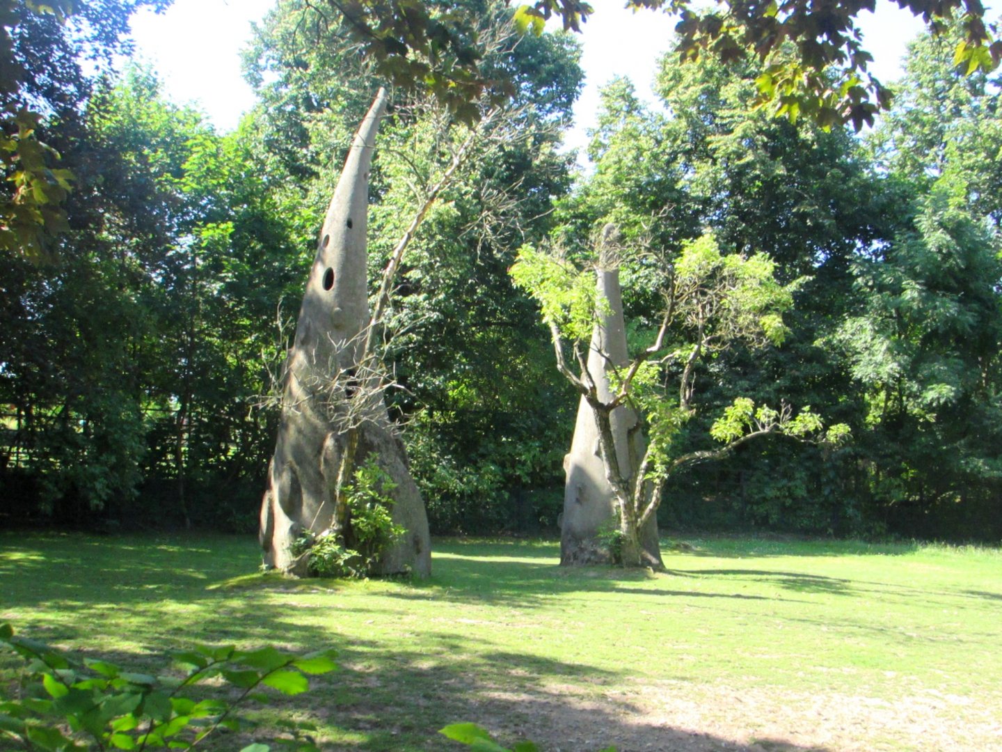 Strange tree on the Guanaco enclosure - July/2017