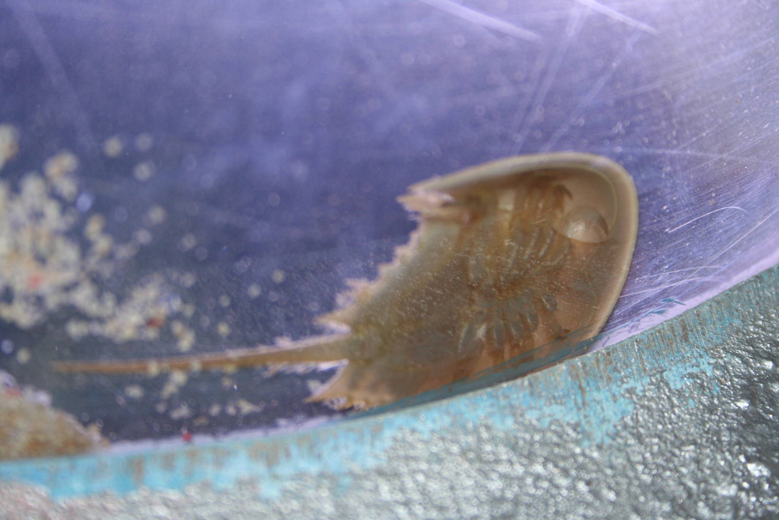 Strange, triop-like creature