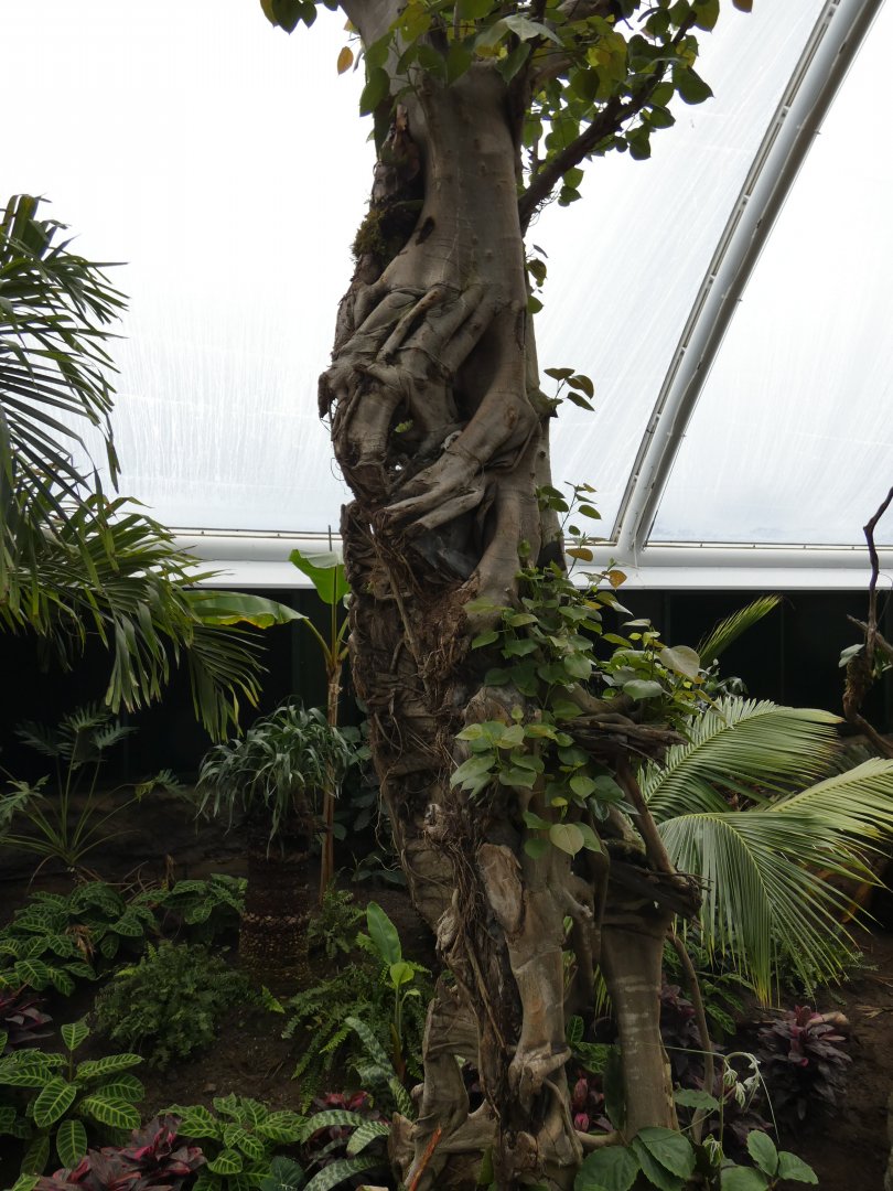 Strangler Fig in new Tropical House