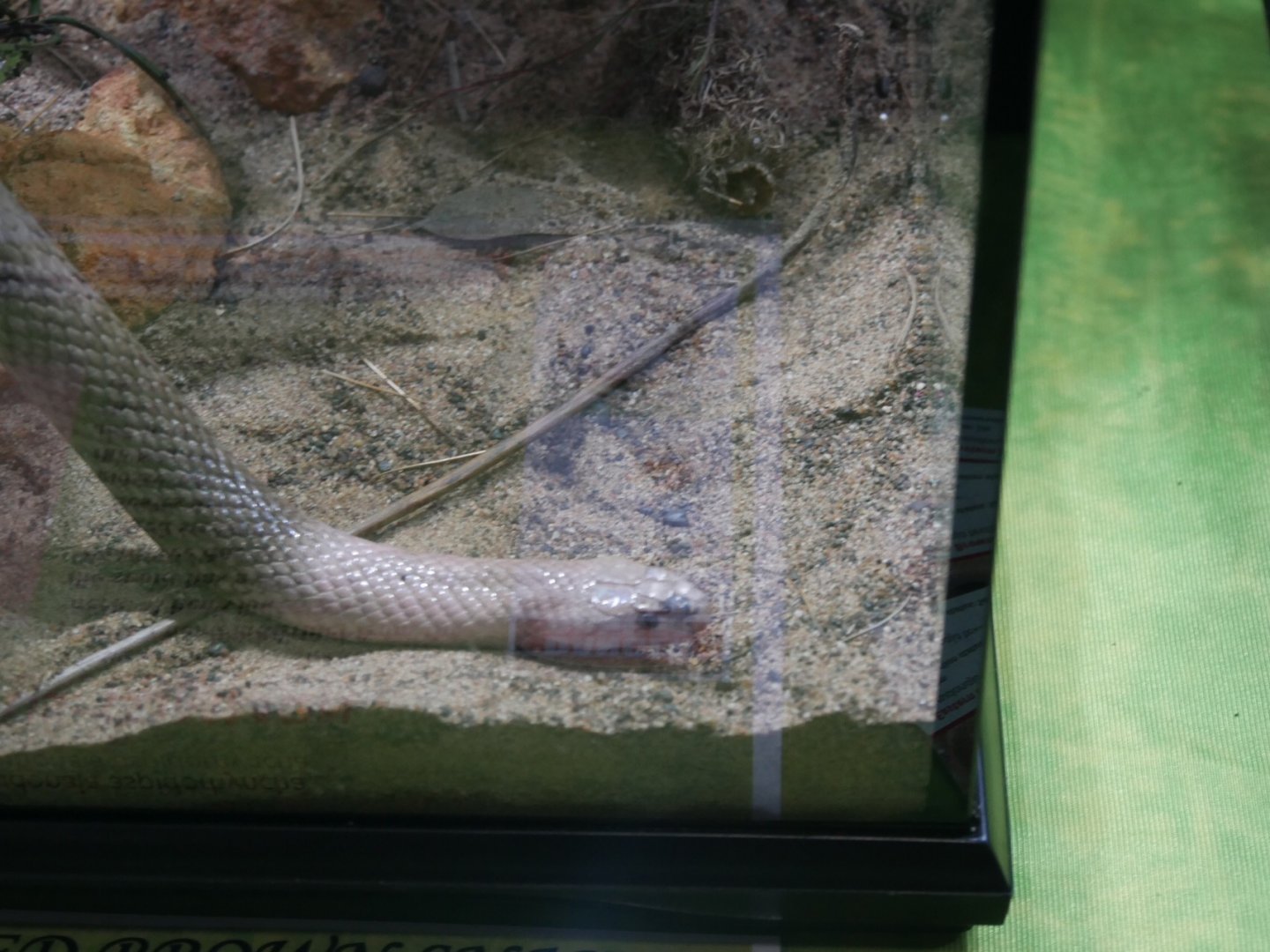 Strap Snouted Brown Snake