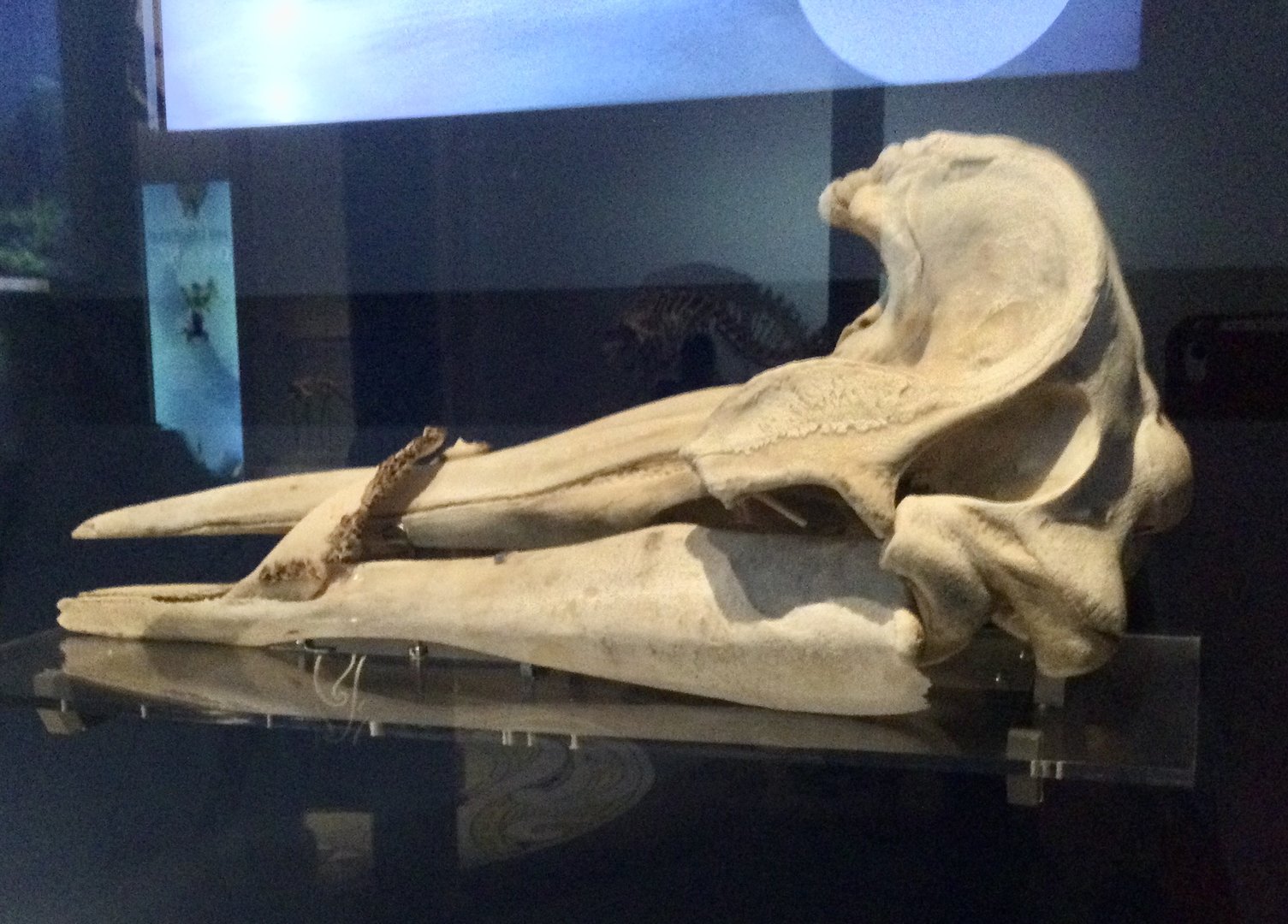 Strap-toothed beaked whale (Mesoplodon layardii) skull, Te Papa Museum