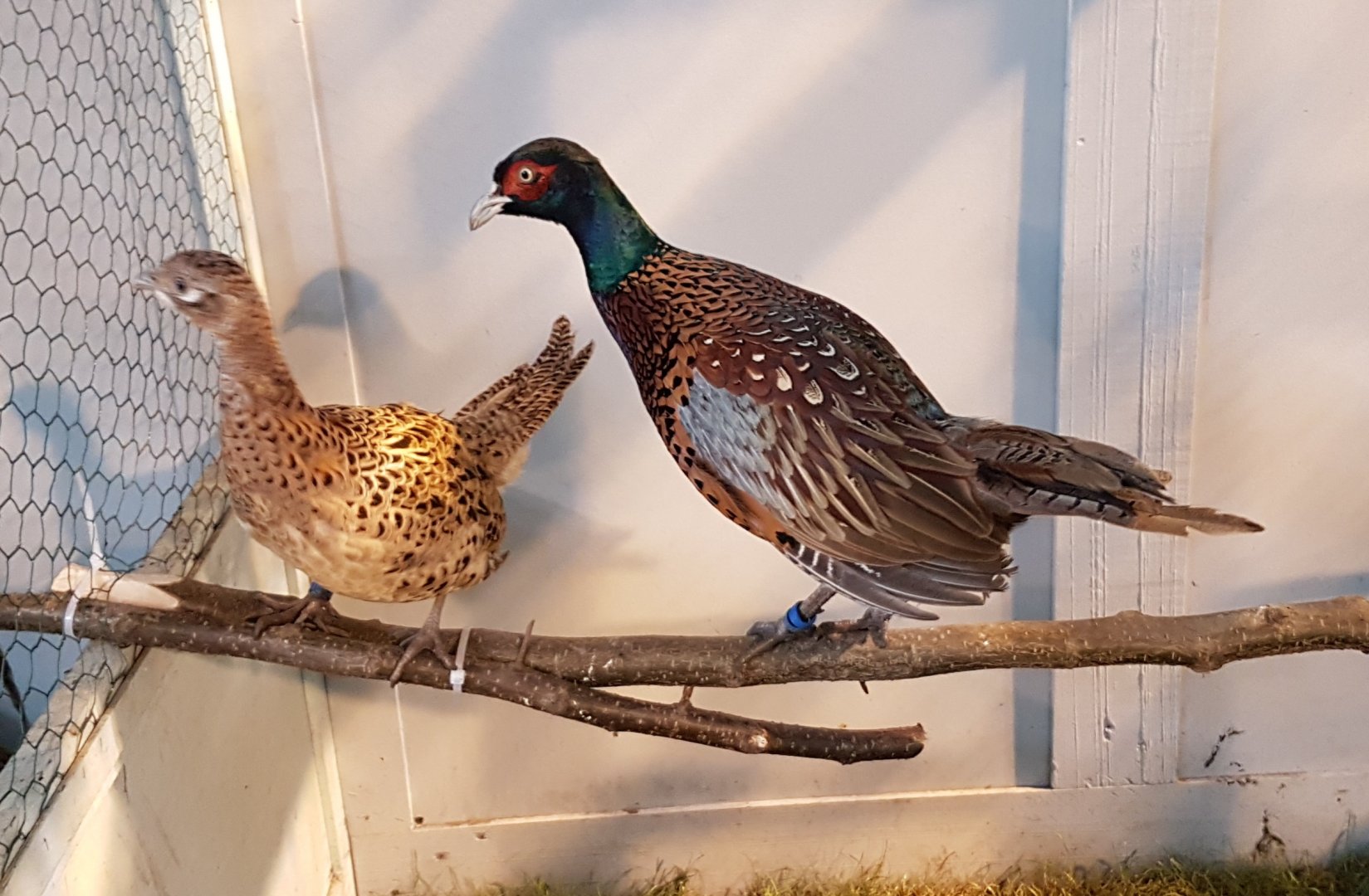 Strauch pheasants - Phasianus colchicus strauchi