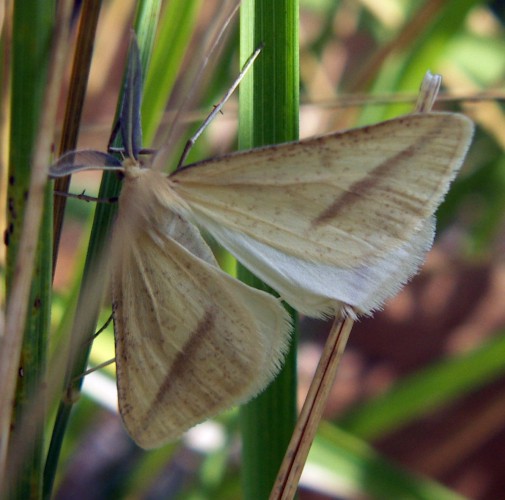 Straw Belle (Aspitates gilvaria)