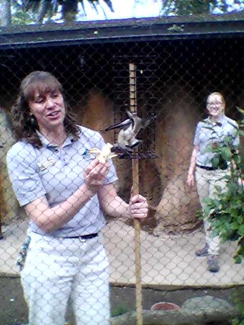 Straw-colored fruit bat demonstration