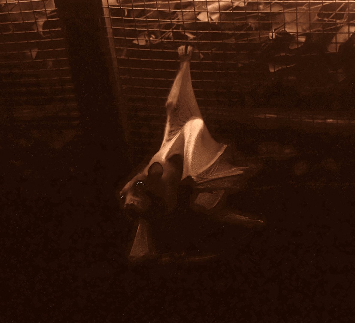 Straw-colored fruit bat (Eidolon helvum), 2024-05-22