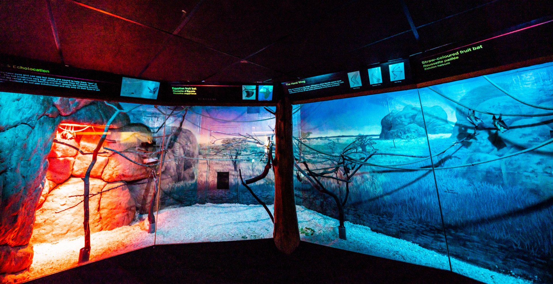 Straw-colored Fruit Bat Exhibit - 2019