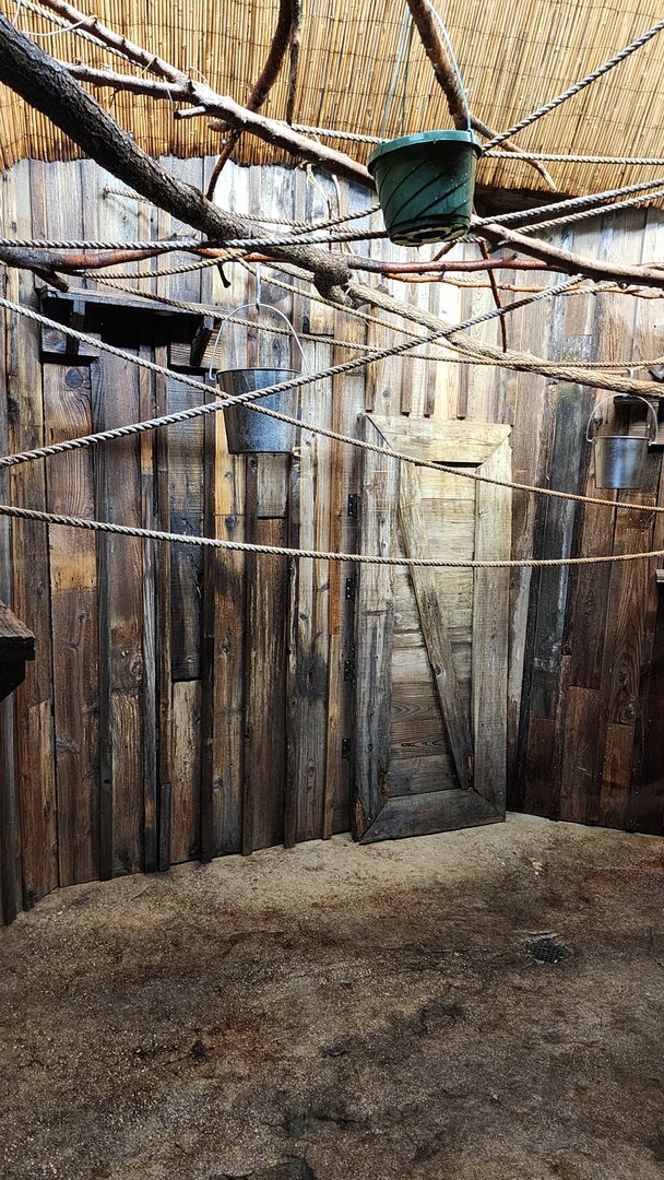 Straw Colored Fruit Bat exhibit with the lights on