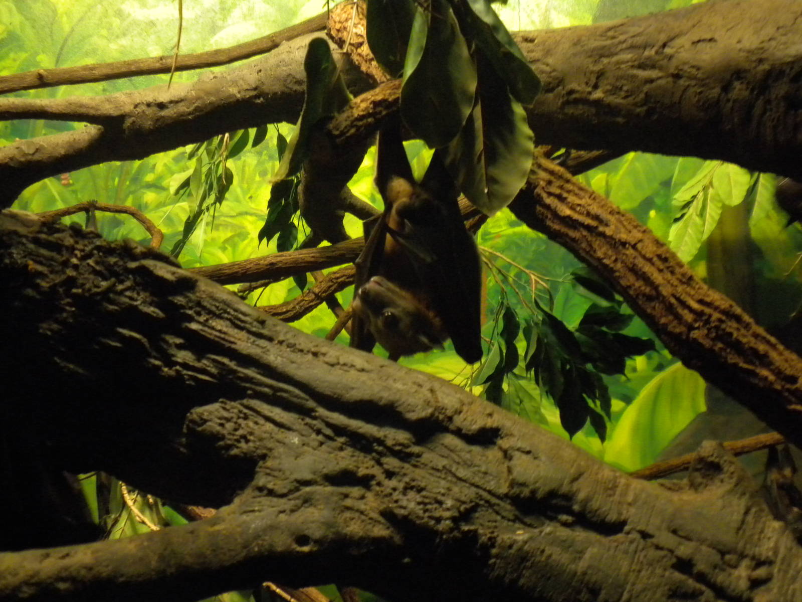 Straw Colored Fruit Bat