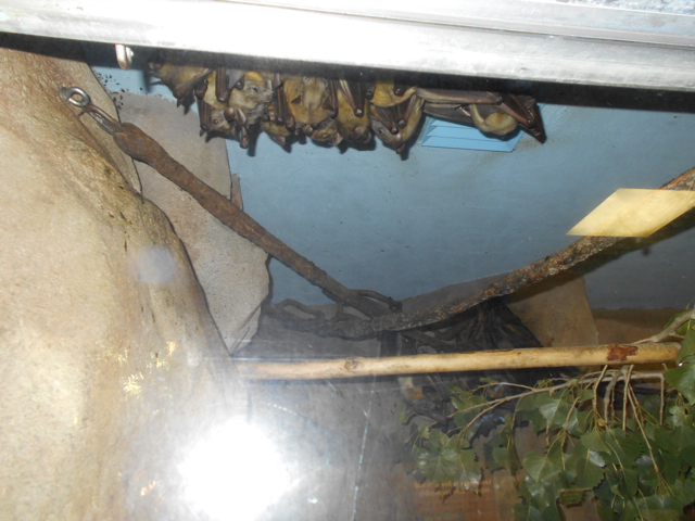 straw-colored fruit bat