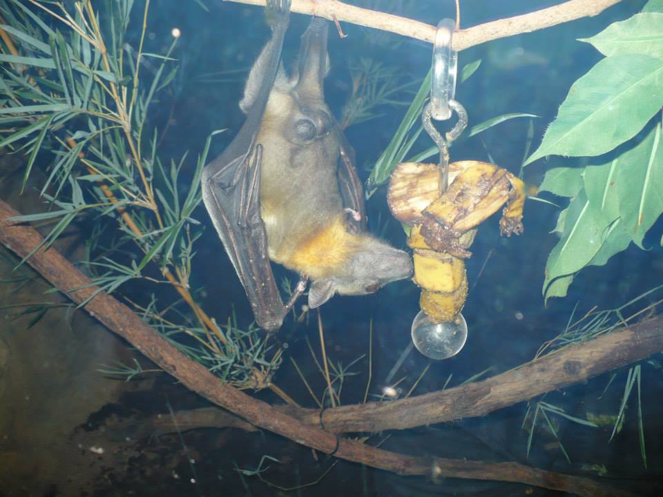 Straw-colored fruit bat