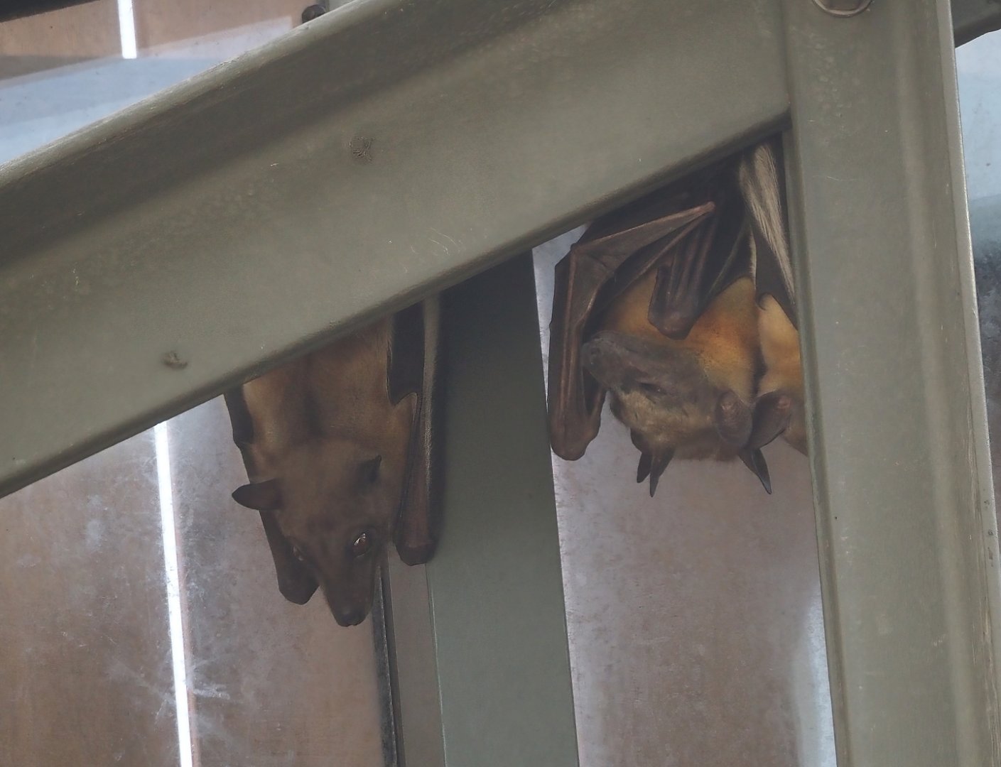 Straw-colored fruit bats (Eidolon helvum), 2025-09-10
