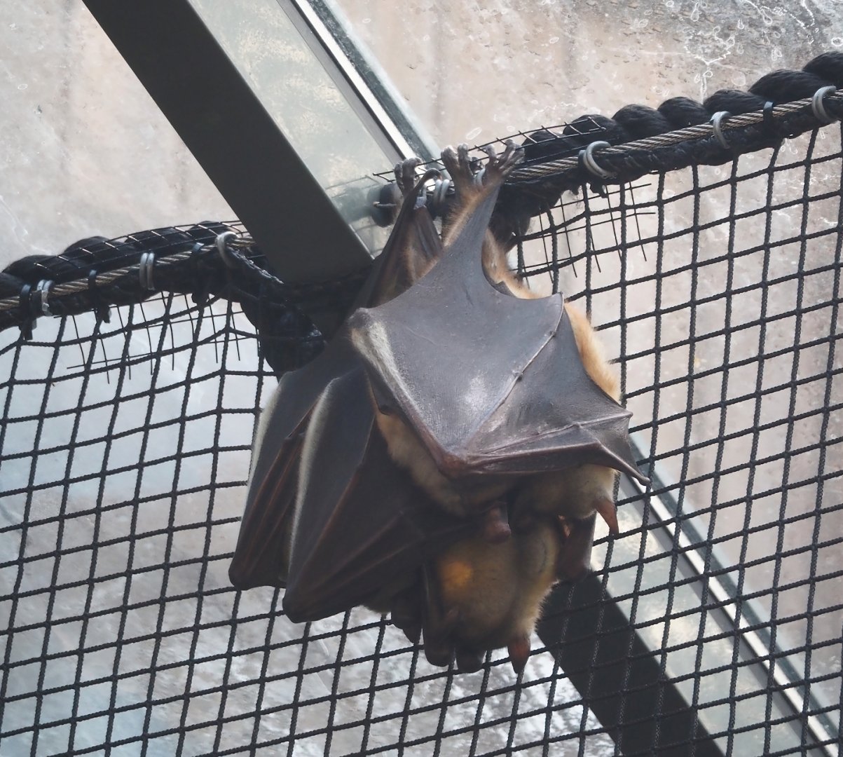 Straw-colored fruit bats (Eidolon helvum), 2025-11-30