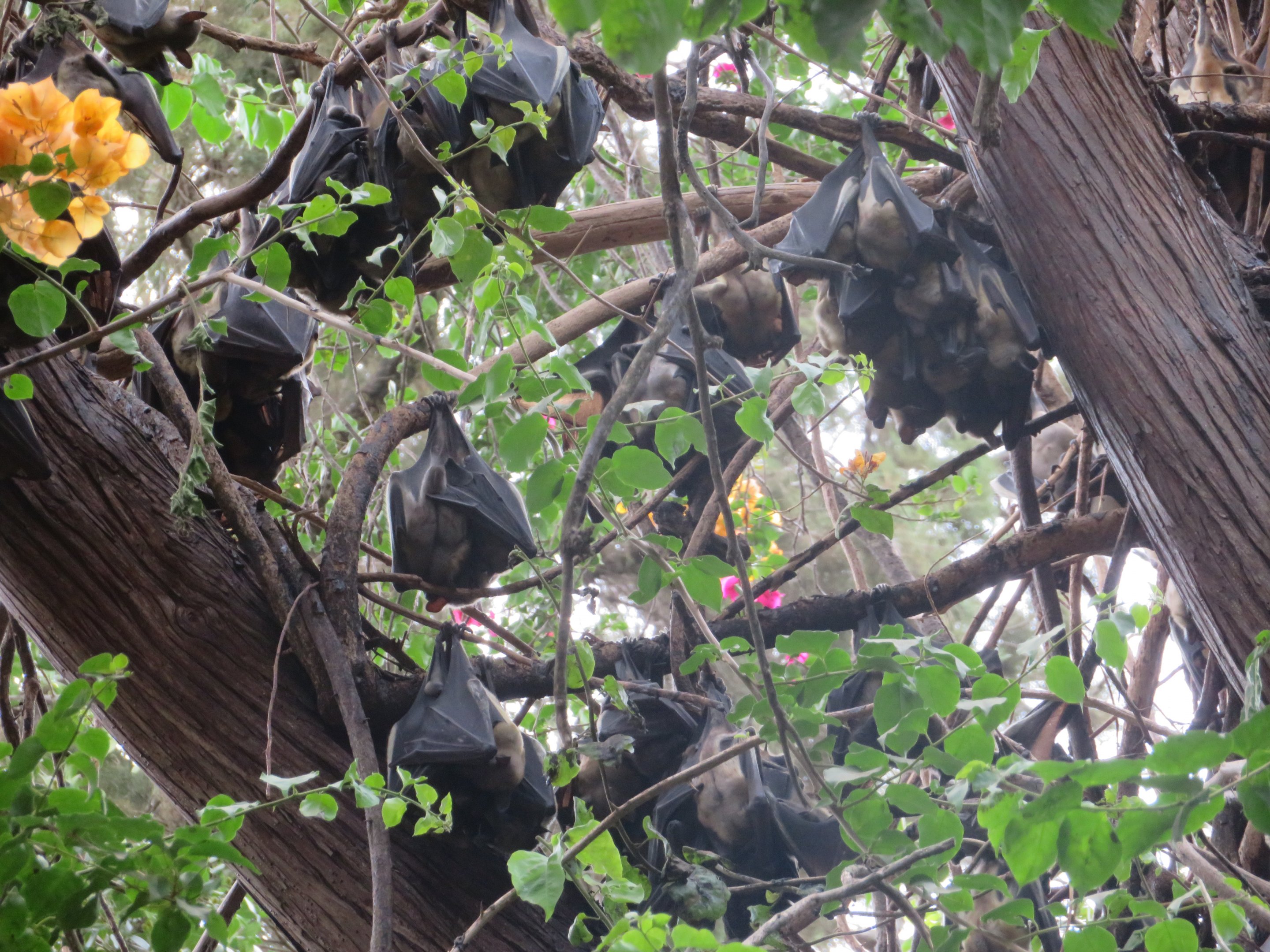 Straw-colored Fruit Bats