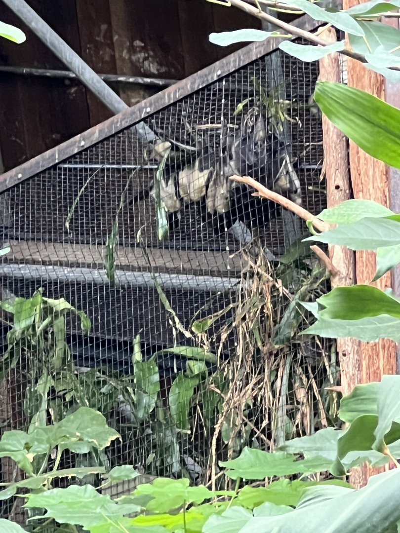 Straw-Colored Fruit Bats