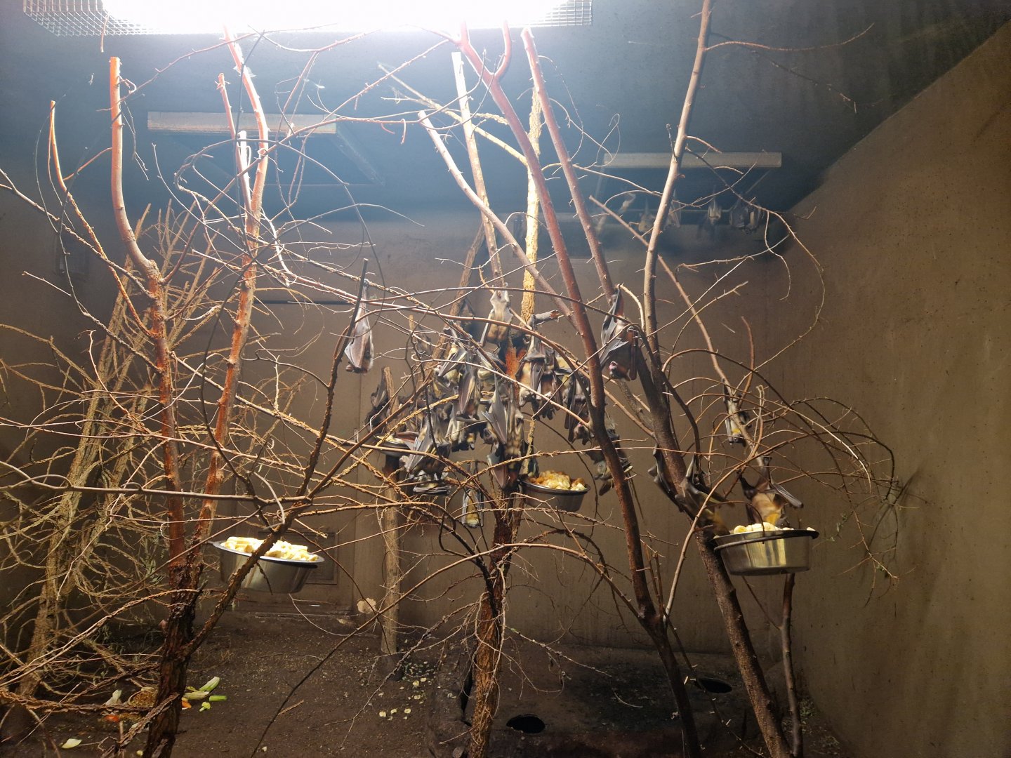 Straw-coloured fruit bat and African brush-tailed porcupine enclosure