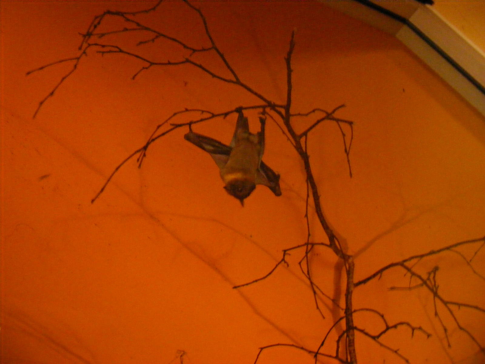 Straw-coloured fruit bat at Africa Alive!, 13 September 2010