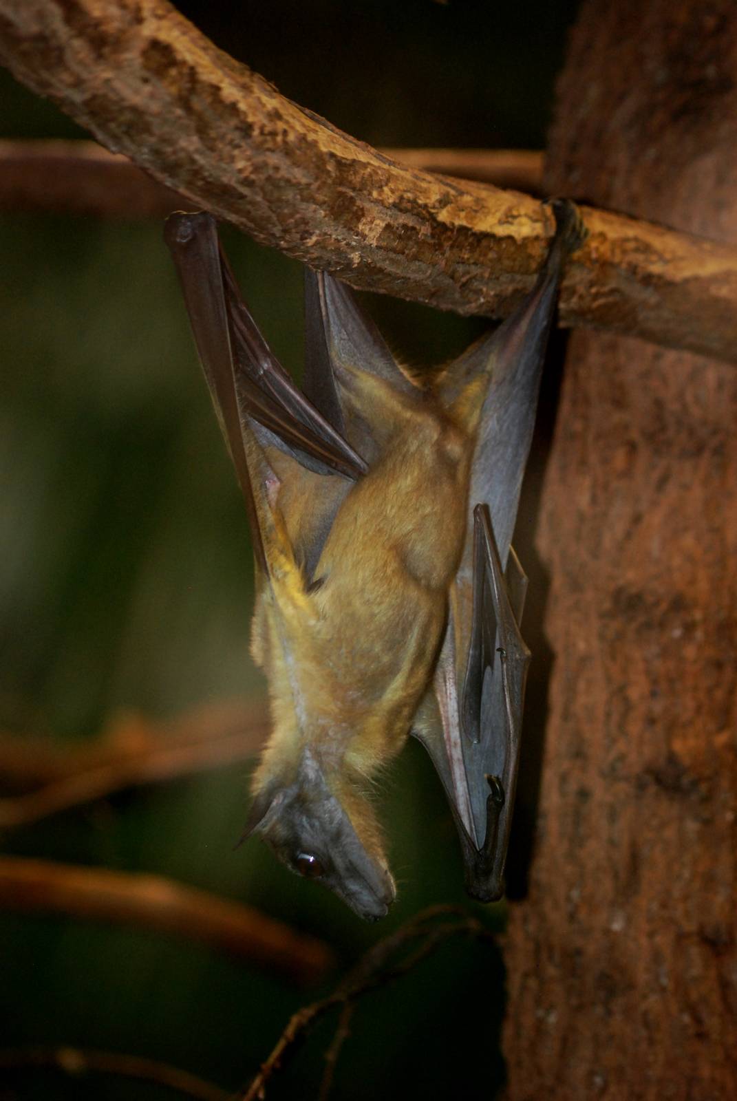Straw-coloured Fruit Bat at Pilsen, 31/08/12