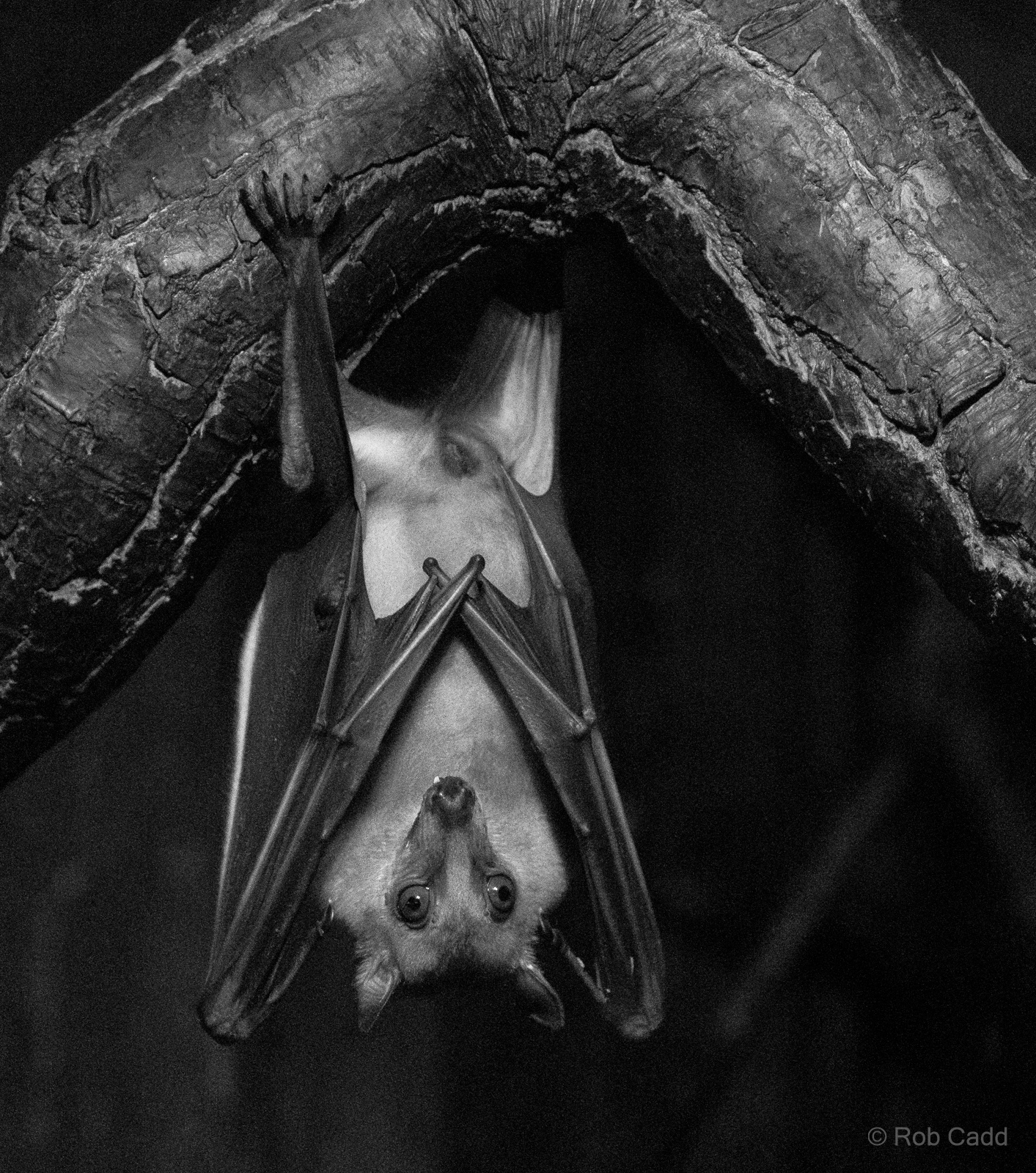 Straw-coloured fruit bat : Cotswold WP : 09 May 2024