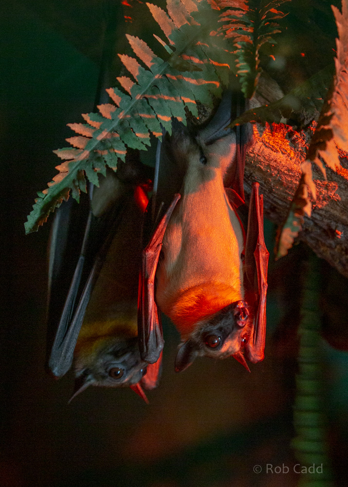 Straw-coloured fruit bat : Cotswold WP : 12 Jul 2019