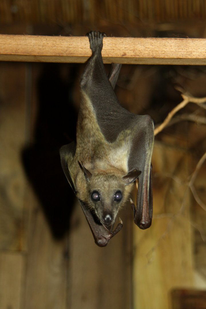 straw-coloured fruit bat (Eidolon helvum) 2013