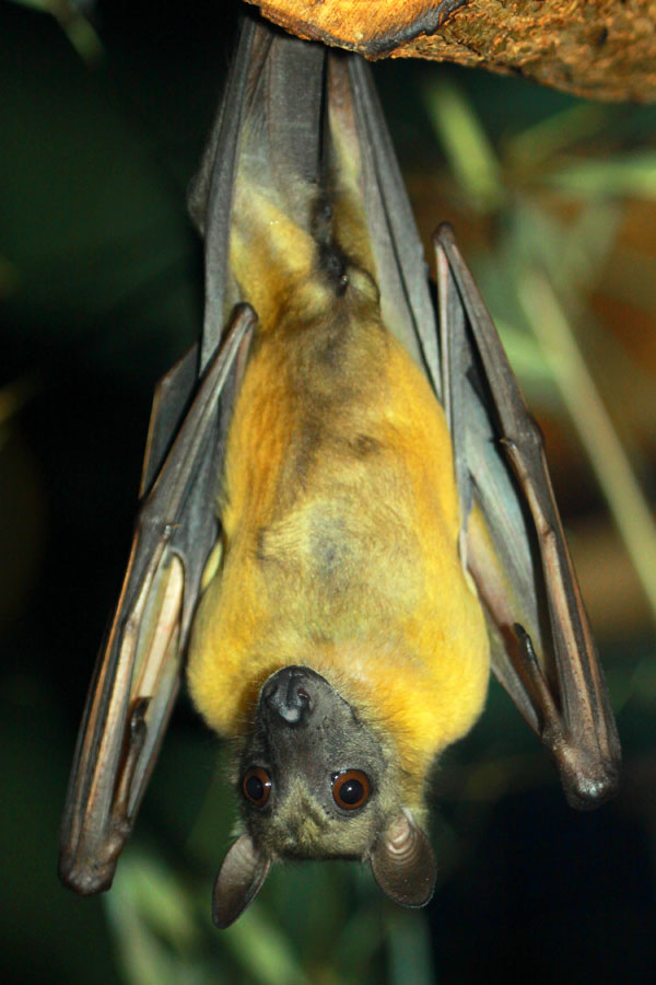 Straw-coloured fruit bat (Eidolon helvum)